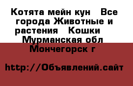 Котята мейн кун - Все города Животные и растения » Кошки   . Мурманская обл.,Мончегорск г.